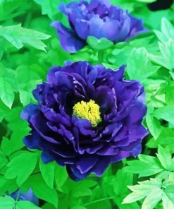 Paeonia Suffruticosa Diamond Painting