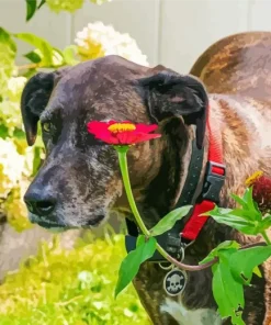 Plott Hound Dog Diamond Painting