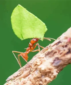 Red Ant Insect Diamond Painting