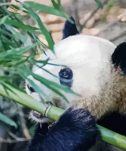 Sad Panda Diamond Painting