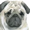Sad Pug Diamond Painting
