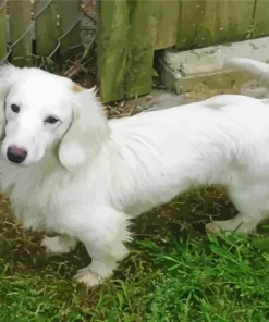 Sausage Dog White Diamond Painting