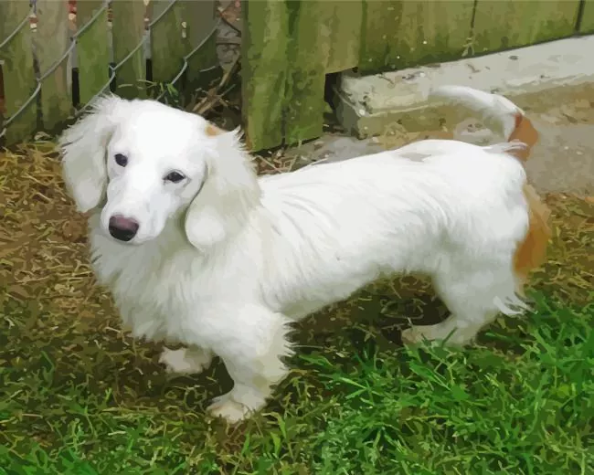 sausage dog white Diamond By Numbers Sausage Dog White Diamond Painting