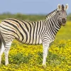 Savanna Zebra Art Diamond Painting