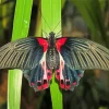 Scarlet Mormon Butterfly Art Diamond Painting