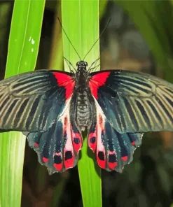 Scarlet Mormon Butterfly Art Diamond Painting