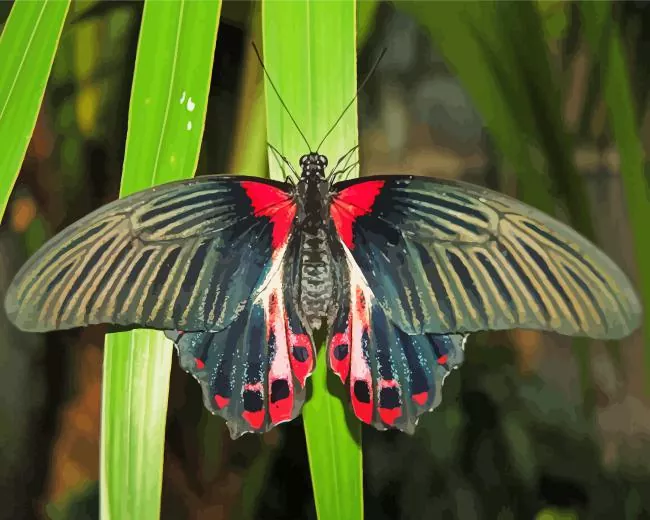 scarlet mormon butterfly art Diamond With Numbers Scarlet Mormon Butterfly Art Diamond Painting