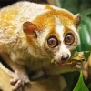 Slow Loris Primate Diamond Painting