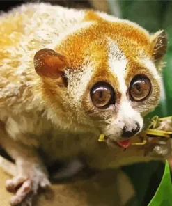 Slow Loris Primate Diamond Painting