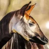 The Okapi Animal Diamond Painting