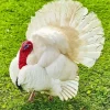 White Holland Turkey Diamond Painting
