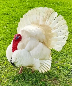 White Holland Turkey Diamond Painting
