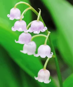 White Lily Of The Valley Diamond Painting