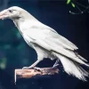White Raven Bird Diamond Painting