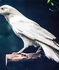 White Raven Bird Diamond Painting