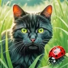 Black Cat And Ladybug Diamond Painting