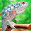 Panther Chameleon Diamond Painting