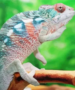 Panther Chameleon Diamond Painting