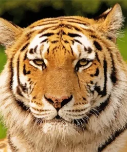 Aesthetic Siberian Tiger Face Art Diamond Painting