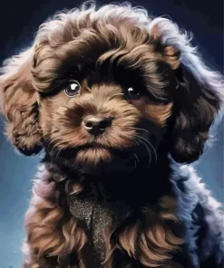 Black Cavoodle Diamond Painting