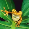 Chachi Tree Frog Diamond Painting