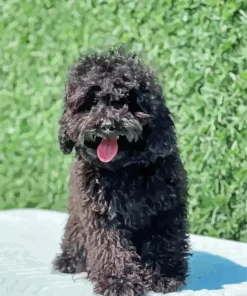 Siyah Poodle Art Diamond Painting